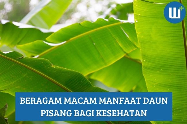 Beragam Macam Manfaat Daun Pisang bagi Kesehatan, Simak Yuk!